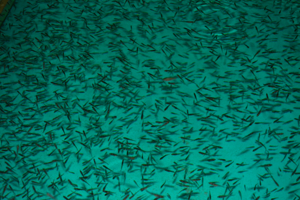 Vorgestreckte Teichzander als Basis für Umstellungsprojekte von Smartfisch Hatchery.